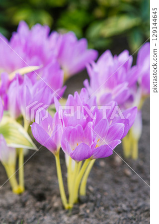 Lavender colchicum flower outdoors 129144645
