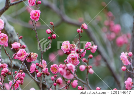 鮮豔的紅梅花預示著春天的到來 鮮豔的紅梅花預示著春天的到來 129144647