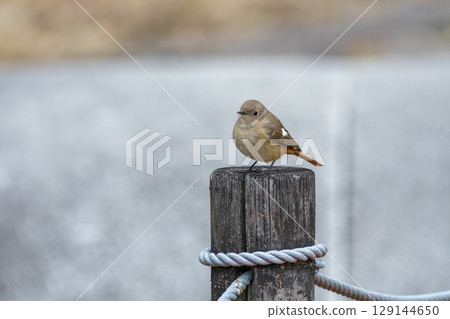A female Daurian redstart perched on a wooden fence 129144650