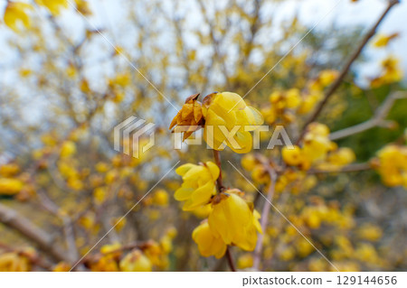 Wintersweet in full bloom against the early spring sky Wintersweet in full bloom against the early spring sky 129144656