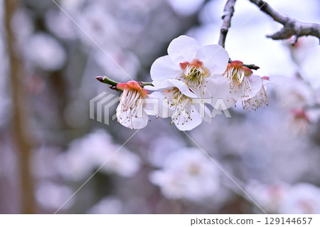 White plum blossoms with long stamens give a spring feeling White plum blossoms with long stamens give a spring feeling 129144657