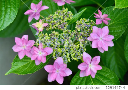 Hydrangea 129144744