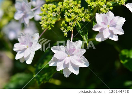 Hydrangea 129144758