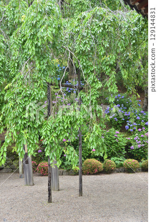 Bamboo cherry blossoms of Zen-zenji 129144831