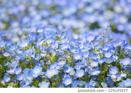 Nemophila Nemophila 129145077