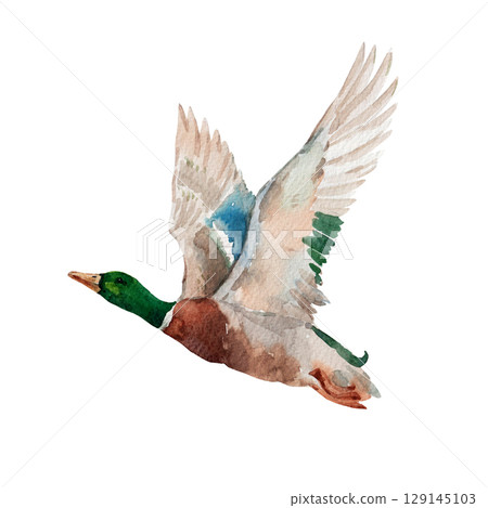 Flying watercolor duck isolated hand drawn mallard bird illustration for prints, cards and kids decor 129145103