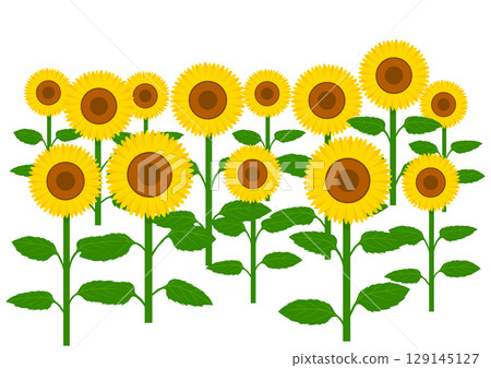 向日葵田 129145127