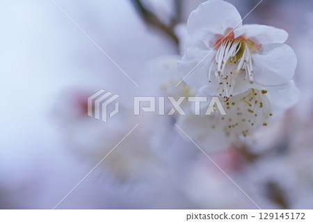 公園梅林裡盛開著白梅花 公園梅林裡盛開著白梅花 129145172