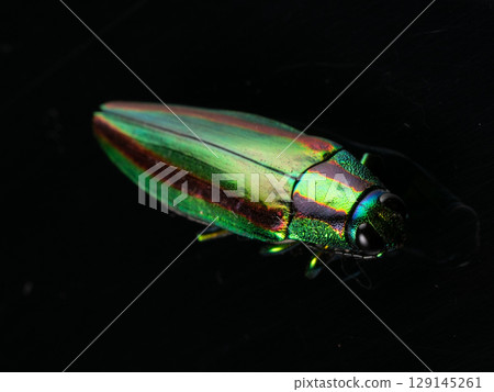 A badger beetle A badger beetle 129145261
