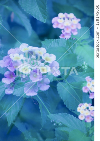 我在步道上看到的四朵馬纓丹花 129145650