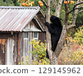 A bear climbing a persimmon tree in a private garden 129145962