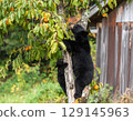 A bear climbing a persimmon tree in a private garden 129145963