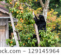 A bear climbing a persimmon tree in a private garden 129145964