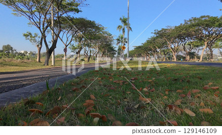 A serene, sunlit street with trees lining both sides and fallen leaves on the grassy verge. 129146109