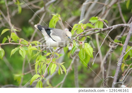 A black-and-white flycatcher resting on a cherry tree A black-and-white flycatcher resting on a cherry tree 129146161