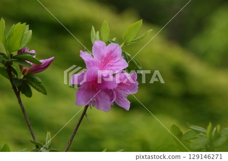 杜鵑花樹 杜鵑花樹 129146271