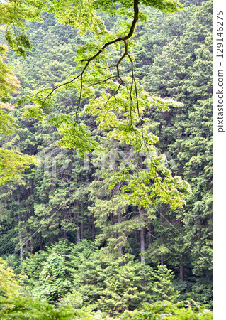 吉峯寺的綠葉 吉峯寺的綠葉 129146275