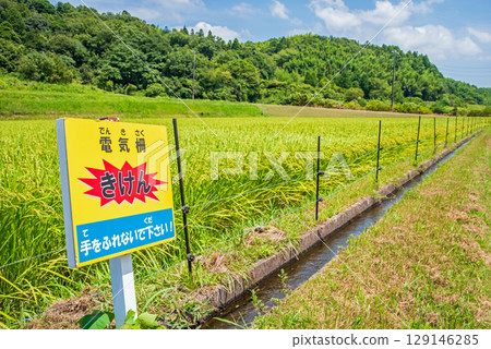 稻田設有電圍欄,防止動物破壞 稻田設有電圍欄,防止動物破壞 129146285