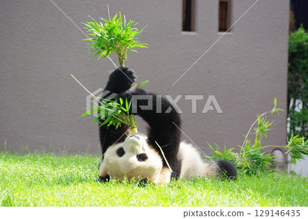 Panda eating bamboo leaves 129146435