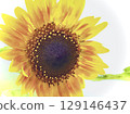 sunflower	 129146437