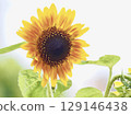 Midsummer Sunflower 129146438