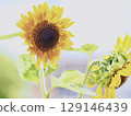 Sun Flower  129146439