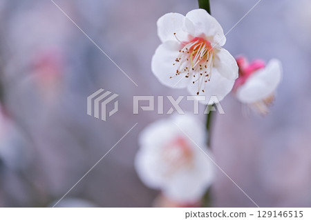 Bathed in the spring sun, the white plum blossoms give off a fragrant fragrance Bathed in the spring sun, the white plum blossoms give off a fragrant fragrance 129146515