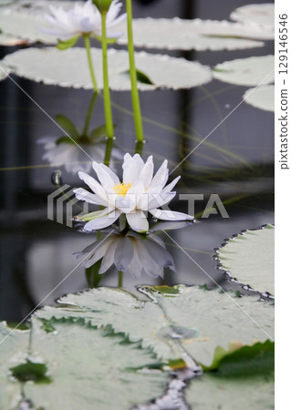 Water lily, an aquatic plant 129146546