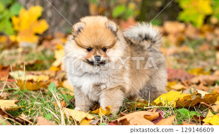 Little angel playing in the autumn park 129146609