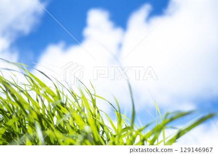Sparkling greenery on the walking path and summer sky at Oku-Daisen 129146967