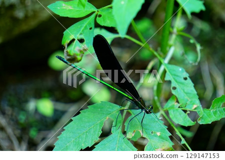 Atrocalopteryx蟬 129147153