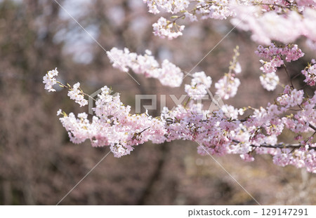 Sakura flower blossom in Hirosaki park in Aomori prefecture in Japan Sakura flower blossom in Hirosaki park in Aomori prefecture in Japan 129147291