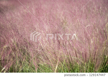 毛蕊花（Muhlenbergia capillaris）的紅紫色花穗 129147447