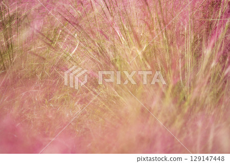 毛蕊花（Muhlenbergia capillaris）的紅紫色花穗 129147448
