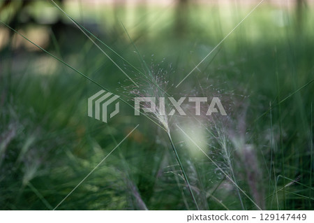 毛蕊花（Muhlenbergia capillaris）的紅紫色花穗 129147449