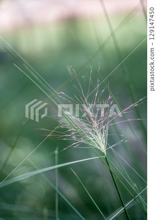 Reddish purple flower spikes of Muhlenbergia capillaris 129147450