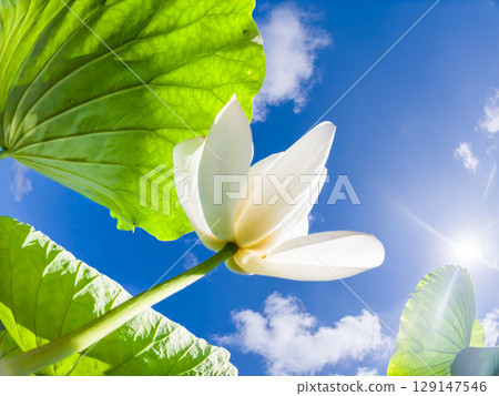 仰望蓮花, 仰望蓮花, 129147546
