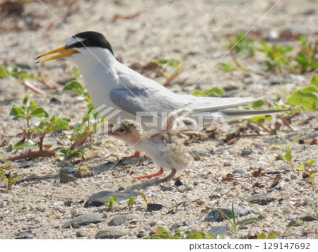 Young little terns flapping their wings, preparing to leave the nest Young little terns flapping their wings, preparing to leave the nest 129147692