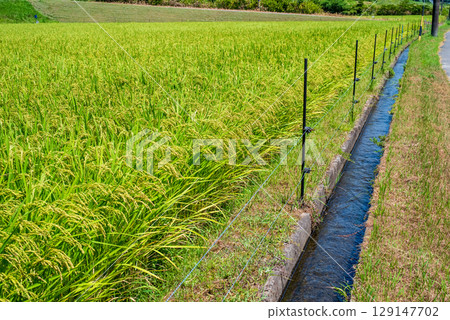 稻田設有電圍欄，防止動物破壞 129147702