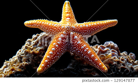 Textured Starfish on the coral under the sea on dark background Natural abstract nature composition 129147877
