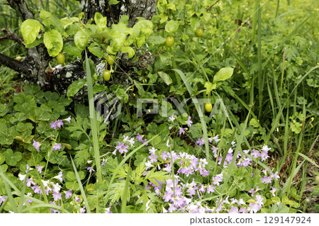 A May landscape with summer thrush and wood sorrel flowers in bloom A May landscape with summer thrush and wood sorrel flowers in bloom 129147924