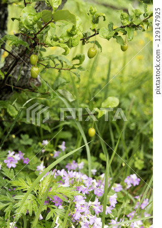 五月風景，夏季畫眉和酢漿草花盛開 - 2 129147925