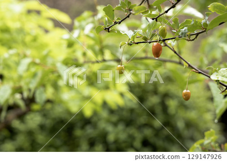 五月的景象，充滿夏日莓果的色彩 129147926