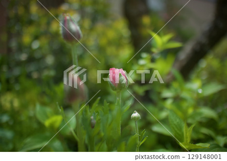 毛茛花蕾的花語是「歡快的魅力」。 毛茛花蕾的花語是「歡快的魅力」。 129148001