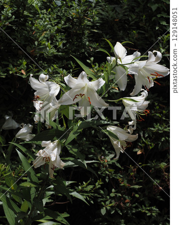 Casablanca flowers bathed in sunlight (white lily flowers and buds) 129148051