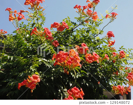Trumpet vine in the summer sky and sunlight 129148072