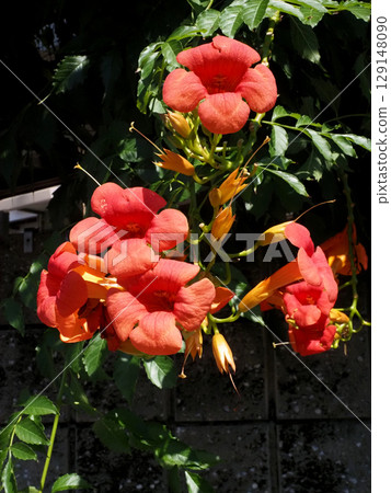 Orange Trumpet Creeper flowers and buds (Roadside Trumpet Creeper) 129148090