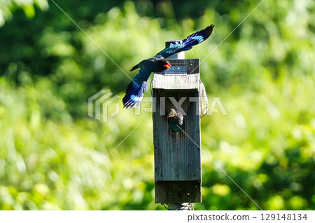 滾軸鳥：父母鼓勵幼鳥離巢，4 隻幼鳥尚未準備好 129148134