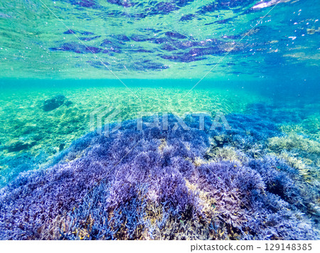 Coral in the sea of Ogami Island, 4km from Miyako Island 129148385