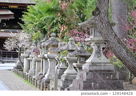 Plum blossoms at Kitano Tenmangu Shrine in March 2024 Plum blossoms at Kitano Tenmangu Shrine in March 2024 129148428